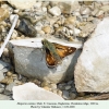 hesperia comma male2